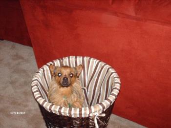 Bob the Dog - here is Bob the chihuahua/yorkie mix, he's a basket case in more ways than one. Bob the Dog - here is Bob the chihuahua/yorkie mix, he's a basket case in more ways than one.