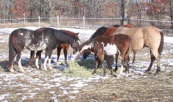 Paint and Quarter Horses - The horses I owned about two years ago.