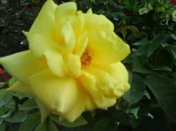 Yellow Rose - Yellow Rose... not form Texas... but form the Philippines...
