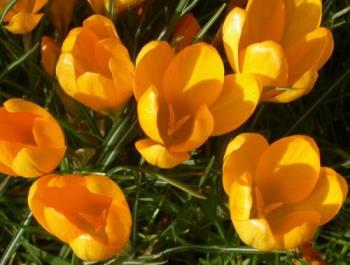 spring flowers - Theses are so refreshing spring flowers - Theses are so refreshing