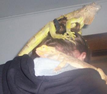 Moser & Piston - My Lizard babies. They like to ride on my shoulder or head. Moser & Piston - My Lizard babies. They like to ride on my shoulder or head.