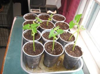 Green Beans - Started indoors for planting outside once the threat of frost passes Green Beans - Started indoors for planting outside once the threat of frost passes