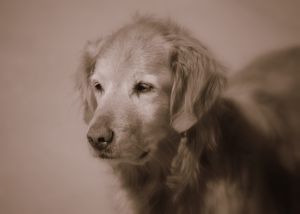 Golden retriever - Golden retriever, black and white photo. Golden retriever - Golden retriever, black and white photo.