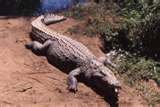 Crocodile - I don't like anything of the reptile species except the frog.