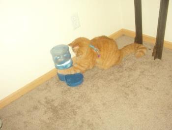 Tigger trying to get more water to gurgle out. - He seems facinated by the gurgling sound whenever the water refills the bowl and keeps trying to make the water gurgle some more. My carpet is soaked in that area from him. 