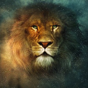 Lion - The wonderful animal which I never get tired of watching.