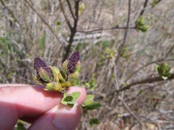 Lilacs are going to bloom - Right now the flower heads are smaller than my thumb, but they will be beautiful and fragrant in a few weeks. Lilacs are going to bloom - Right now the flower heads are smaller than my thumb, but they will be beautiful and fragrant in a few weeks.