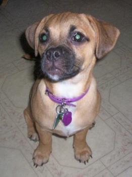 Hemi a Puggle - This is our Puggle Hemi. She is such a lover and a very cute dog!