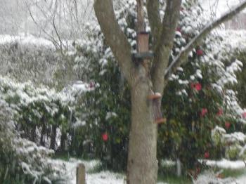Flowering Camellia In The Snow - A flowering Camellia in the snow. 6th April 2008 Flowering Camellia In The Snow - A flowering Camellia in the snow. 6th April 2008