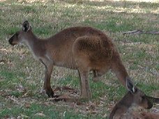 Kangaroo, Australia - Kangaroo, Australia