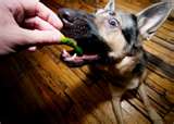 feeding dogs - table food can get you in trouble!