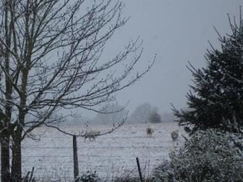 Three Sheep in The Snow - Three sheep in the back field, during snowfall. April 6th, 2008. Three Sheep in The Snow - Three sheep in the back field, during snowfall. April 6th, 2008.