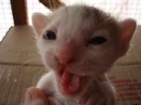 kitten - a two week old kitten