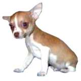 chihuahua - I love the breed!