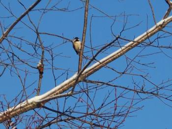 bird in the yard, It's Spring - The birds are back, cause it's spring. Yeah bird in the yard, It's Spring - The birds are back, cause it's spring. Yeah