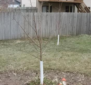 My Apple Trees - Planted 2 years ago