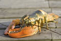 lobster - lobster picture