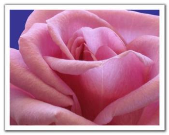 visble veins - my fav rose
with visible vein
my desk top Pic

