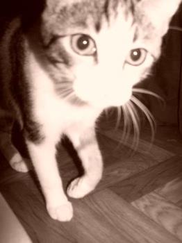 My Mia. - This is my beautiful little kitten, Mia.
She looks so sweet and innocent in this photo =)