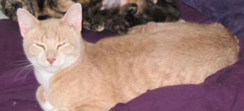 Me - Aren't I just adorable? How could meowmy not love me?