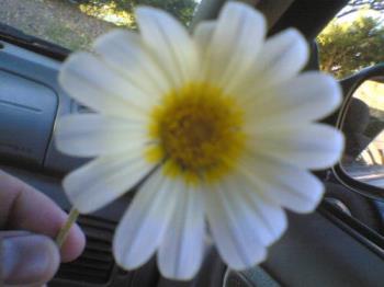 daisy - daisy from my boyfriend that he picked up from the sitel garden.