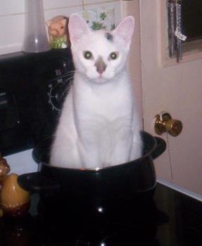 Tabby - Picture of me when I was sitting on the stove. Still not sure why she found this one so funny.