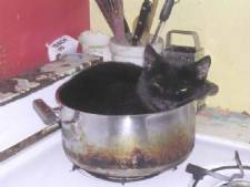 Image of One of The Former Kitties In A Stock Pot - image of a Demi a former kitty that slept in a stock pot