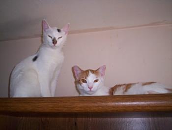 Pumpkin and me - This is me with my brother Pumpkin
