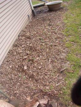 My strawberry patch - My strawberries are starting to pop out from under the leaf mulch I spread over em last fall. The pile WAS 2' high. this patch is bout 3' wide by roughly 20' long and last fall I counted over 40 plants including the 4 I started out with last spring. I can already taste the sweet berries now. My strawberry patch - My strawberries are starting to pop out from under the leaf mulch I spread over em last fall. The pile WAS 2' high. this patch is bout 3' wide by roughly 20' long and last fall I counted over 40 plants including the 4 I started out with last spring. I can already taste the sweet berries now.