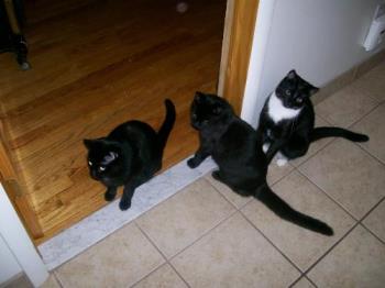 My Grandchildren - Three black kitties