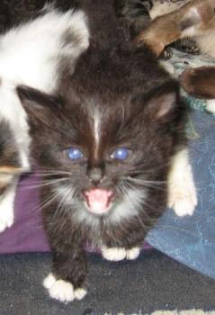 Blaze - one of the bottle babies - he's gone to a new home, but he was a cutie too