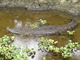 Crocodile - This photos was taken at a crocodile farm.