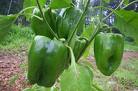 Bell Peppers - Bell Pepper tree