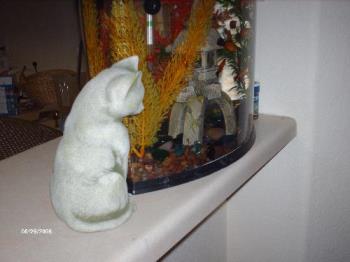 kitty and fish - my kitty watching the fish kitty and fish - my kitty watching the fish