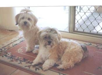 Penny and Benji - This is Penny and Benji, brother and sister. Benji is on the right. We lost him to a brain tumor at the age of 2 but we still have Penny who is now 11.