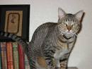 cats - cat picture cats - cat picture