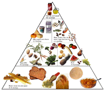 The food pyramid - The daily recommended foods that are healthy to eat.