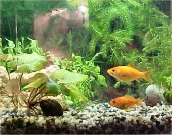 tank and goldfish - tank and goldfish image