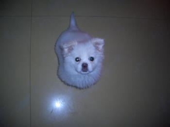 my sweet white poodle - this is my cute poodle in the living room