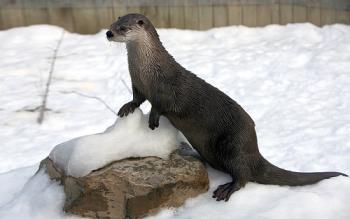 My Otter - I know I'm silly, but I just had to do it lol! My Otter - I know I'm silly, but I just had to do it lol!