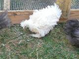 bantum frizzle - this frizzle chicken is the cross between a silkie and a frizzle cochin
