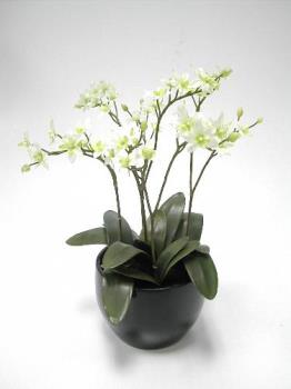 orchid - White orchid flowers orchid - White orchid flowers