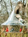 squirrels in bird feeders - They&#039;re little pests!