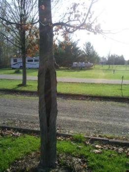 tree hit by lightening - This tree was hit by lightening about 10 years ago..