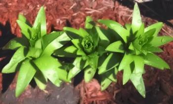 Small Cluster - This is a small cluster of 3 Lilies Small Cluster - This is a small cluster of 3 Lilies