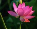 Lotus - The lotus flower has its roots in the mud but blooms above the water without becoming wet or tainted by the mire below. It is thus a natural symbol for the person seeking release (moksa), who should live in the world without attachment. The lotus also represents the chakras, or centers of consciousness of the body. In Hindu mythology, the lotus represents creation since the Creator (Brahma) came forth from a lotus Lotus - The lotus flower has its roots in the mud but blooms above the water without becoming wet or tainted by the mire below. It is thus a natural symbol for the person seeking release (moksa), who should live in the world without attachment. The lotus also represents the chakras, or centers of consciousness of the body. In Hindu mythology, the lotus represents creation since the Creator (Brahma) came forth from a lotus