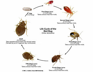 bedgbugs - A bedbug (or bed bug) is a small nocturnal insect of the family Cimicidae that lives by hematophagy, that is by feeding on the blood of humans and other warm-blooded hosts.
