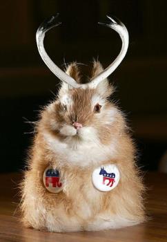a baby jackalope - uhwe pahfpahp anpa ha haphgapehgp a baby jackalope - uhwe pahfpahp anpa ha haphgapehgp