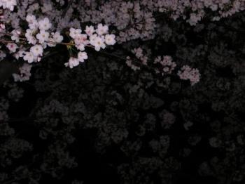 Sakura - These are the cherry blossoms. They are a pretty sight right? I really love cherry blossoms even if i haven&#039;t seen one in person...