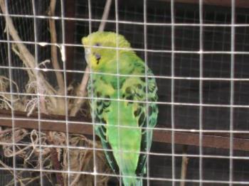 Silfy - One of our parakeets